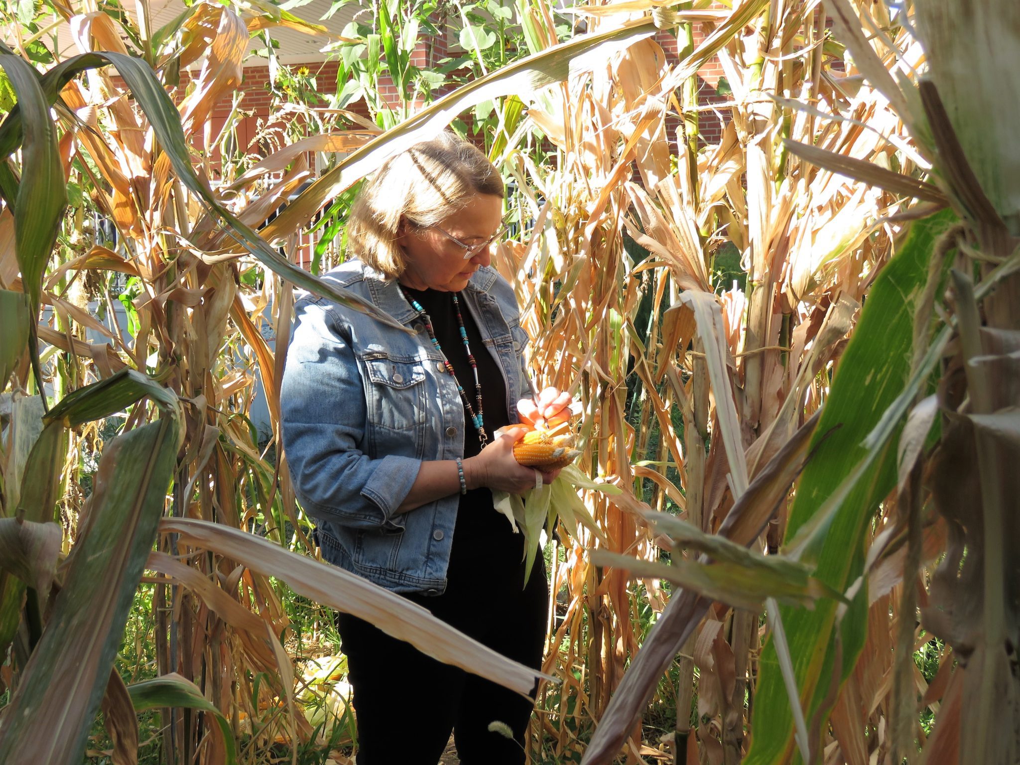Long thought extinct, a native corn reemerges Flatwater Free Press