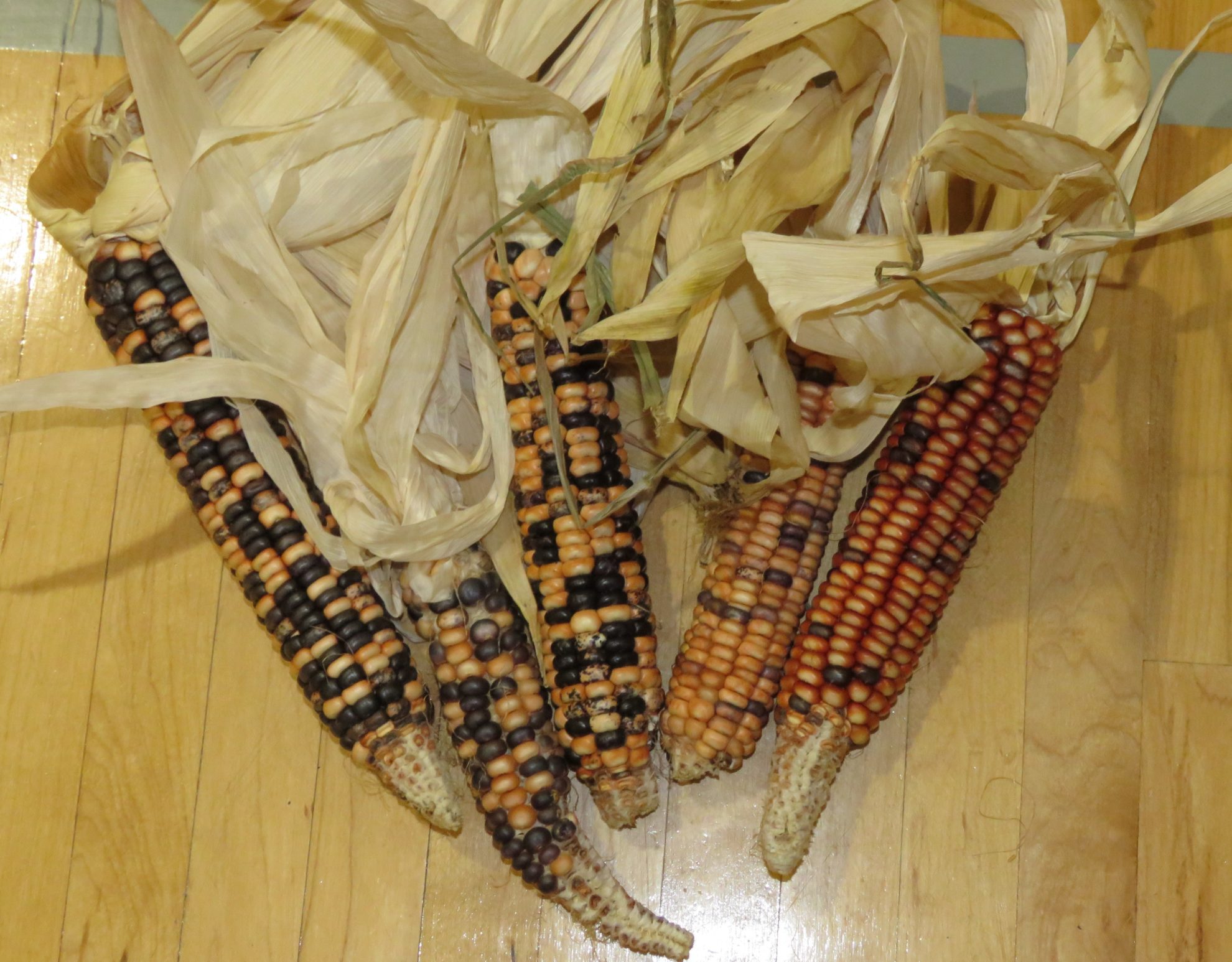 Long thought extinct, a native corn reemerges Flatwater Free Press