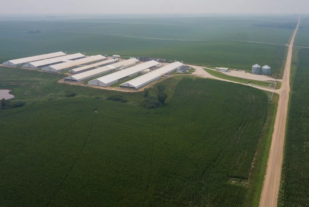 Aerial view of a hog farm near Platte Center, Nebraska.