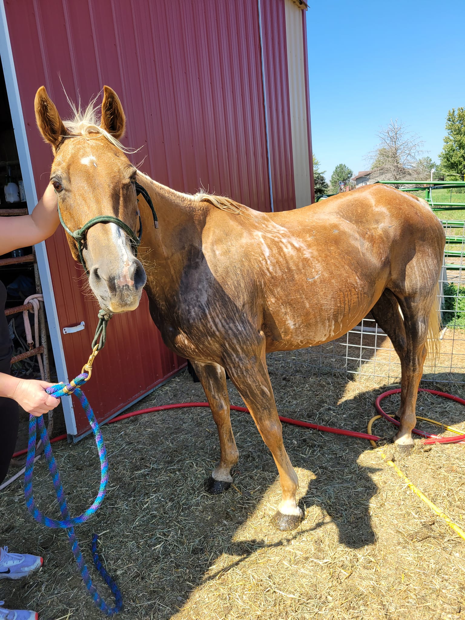 Seventeen horses owned by a Nebraska vet died. Neighbors want to know ...