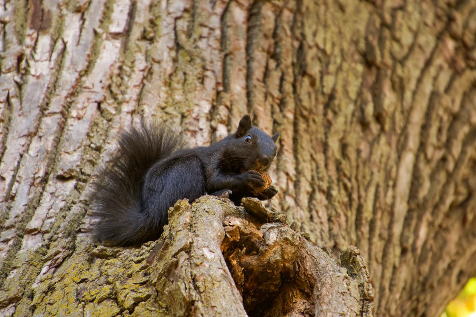 A black squirrel carries a walnut in its mouth while climbing a tree in midtown Omaha.